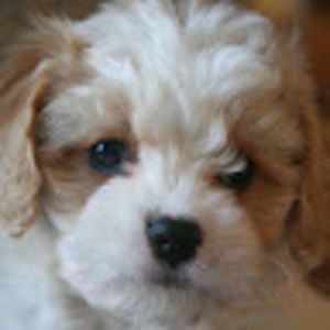 Meet your Posher, Louise